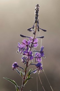 Chamerion angustifolium