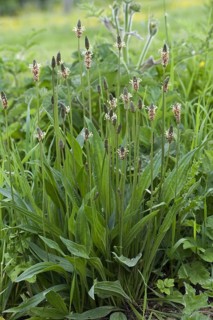 Ribwort Plantain