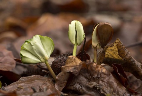 Seedlings of copper beech