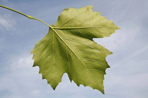 London Plane