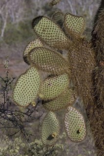 (Opuntia) echios var gigantea, found on Santa Cruz island, the spines are the leaves and the pads