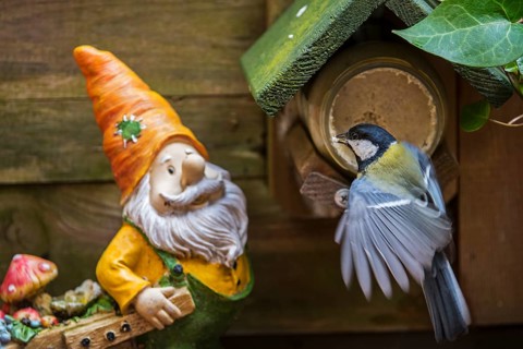 Garden gnome and great tit