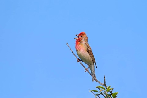 Common rosefinch