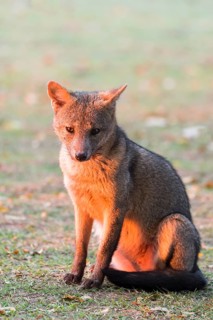 Crab-eating fox