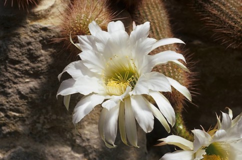 Cactus