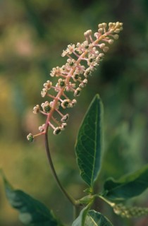 American pokeweed