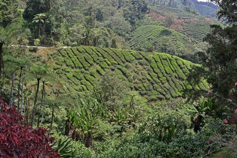 Tea Plantation