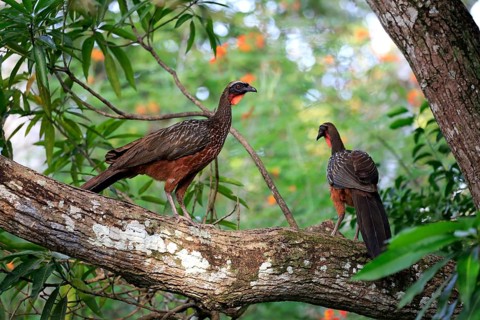 Chacoguan