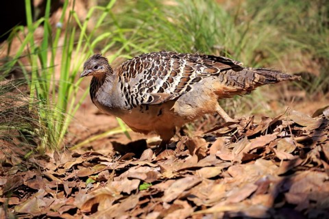 Malayan chicken