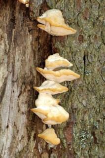 Common mountain porc