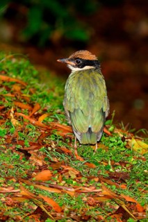 Noisy Pitta