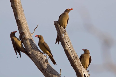 Red-billed Oxpeckers