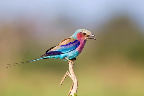 Lilac breasted roller