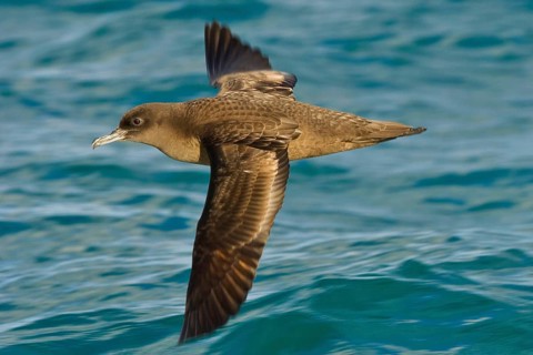 Sooty shearwater