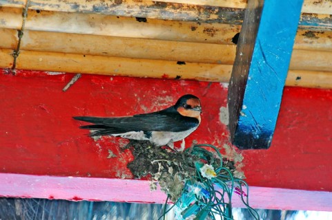 Southern tern