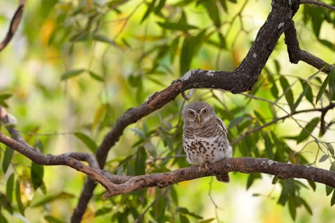 African barred owlet
