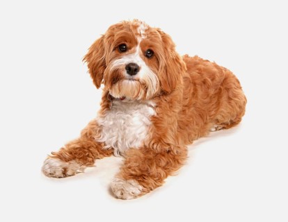 Domestic dog