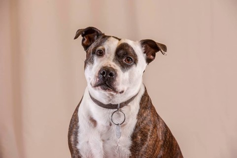Domestic dog