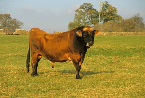 Jersey cattle