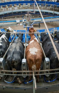 Dairy farming