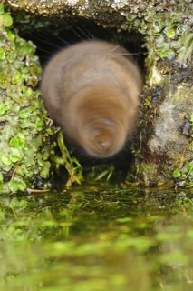 Eastern vole