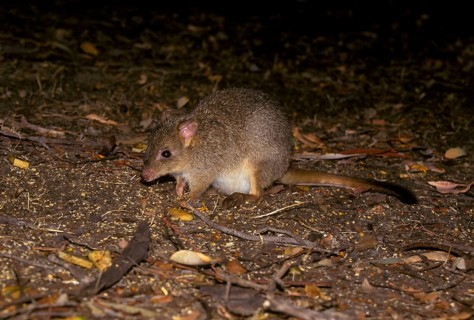 Brush-tailed Rat Kangaroo