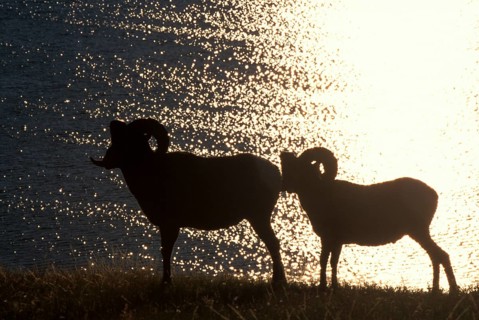 Bighorn sheep