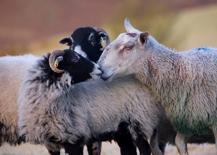 Domestic Sheep