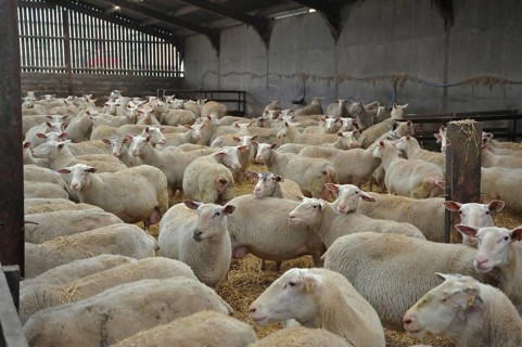 Domestic Sheep