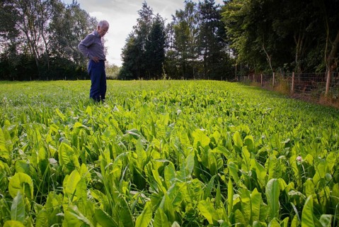 Common Chicory