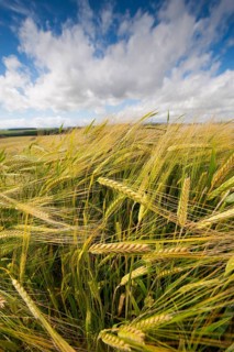 Winter barley