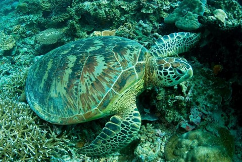 Green Turtle