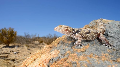 Bibron's Thick-Toed bibron's thick-toed gecko