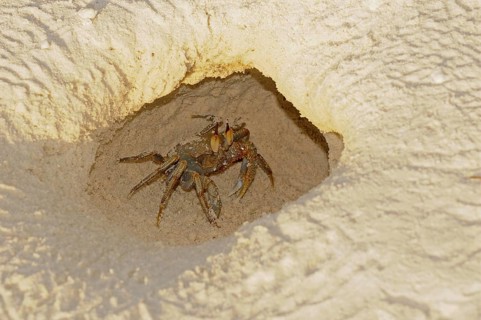 Horned Ghost Crab