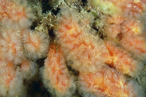 Sea squirt