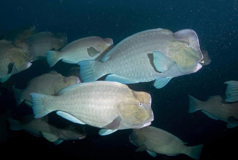 Bumphead Parrotfish