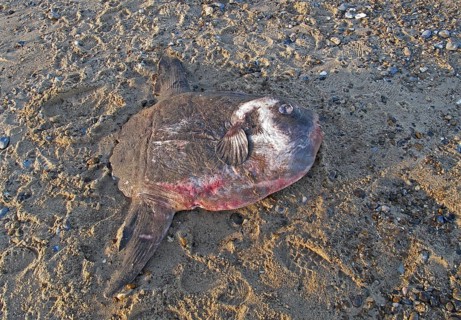 Ocean sunfish