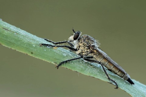 Dune Robber Fly