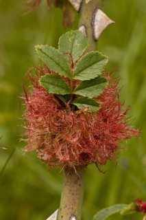 Rhodites rosae