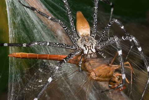 Other animals