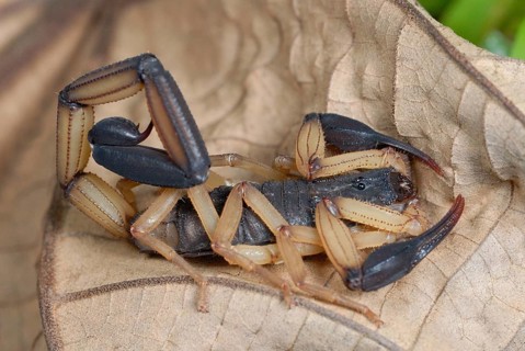 Black-pincered Bark Scorpion