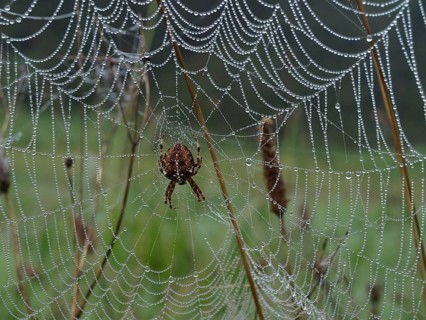 Garden Orb Spider