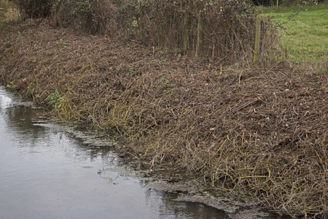 Himalayan Balsam