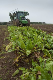 Sugar Beet