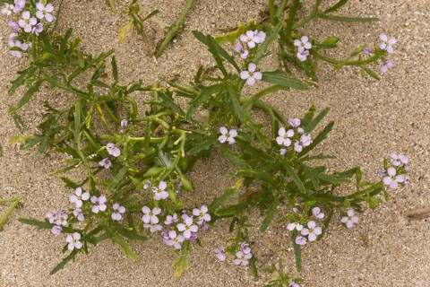 Sea Rocket