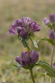 Eastern Alpine Gentian