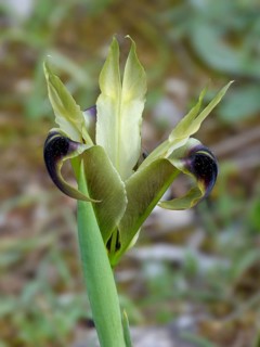 Flowering black widow's iris
