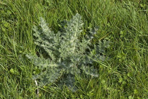 Lanceolatum