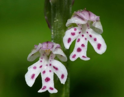Burnt Orchid