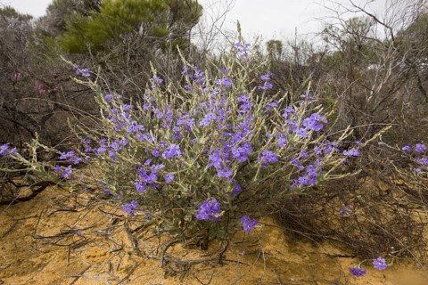 Spiked Dampiera